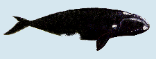 right whale