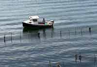 watching a weir for porpoises